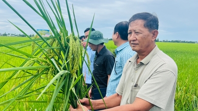 Nông nghiệp ĐBSCL trước yêu cầu thích ứng hạn mặn và giảm phát thải