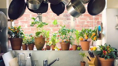 Une cuisine moderne, une maison parfumée, de l'argent qui rentre dans vos poches : tout cela grâce à une plante en pot qui ne coûte que quelques dizaines de milliers de dongs.