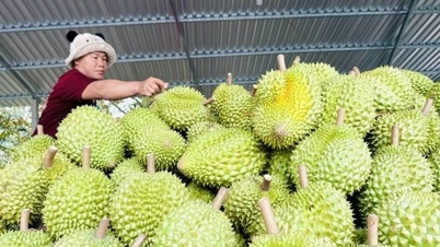 Wietnamski durian i „zielona karta” umożliwiająca wejście na największy rynek.