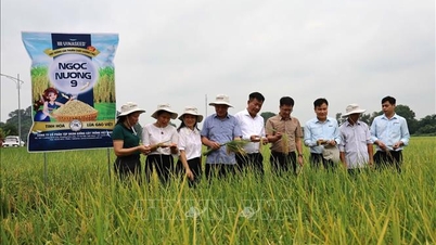Bac Ninh zvažuje zařazení odrůdy rýže Ngoc Nuong 9 do svého podpůrného programu.