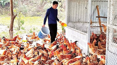 Erhaltung der wertvollen Van-Linh-Hühnerrasse.