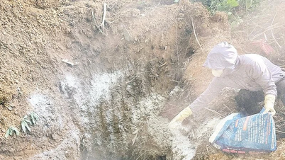 সক্রিয়ভাবে আফ্রিকান সোয়াইন ফিভার নিয়ন্ত্রণ ও প্রতিরোধ করুন।