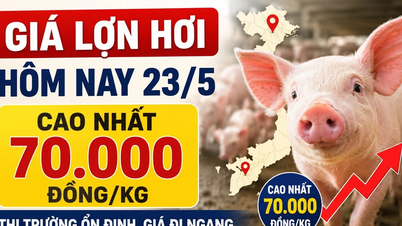 Ceny wieprzowiny dzisiaj, 23 maja: Stabilne w całym kraju, najwyższa cena na poziomie 70 000 VND/kg.