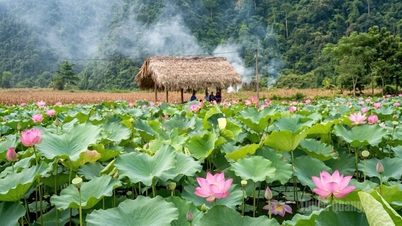 Sen hồng gọi mùa hạ