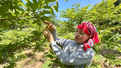 Cita-cita seorang wanita Tay di desa Bau untuk menjadi kaya dari budidaya buah srikaya.