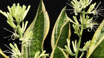 Eine selten blühende Sansevieria: Ein Zeichen großen Glücks und Reichtums für den Hausbesitzer.