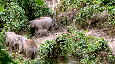 24 bilion VND akan diperuntukkan untuk pemuliharaan gajah di Da Nang dan Dak Lak, termasuk memasang kolar pada gajah liar.