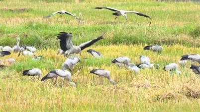 Centinaia di aironi rari hanno inaspettatamente popolato un campo a Quang Tri.