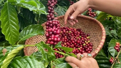 Prijzen van landbouwproducten op 23 mei: Koffie steeg licht, peper bleef onveranderd.