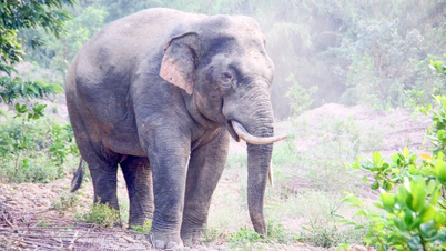 Dong Nai renforce la protection du troupeau d'éléphants sauvages.