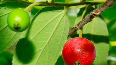Cet arbre d'ombrage est ornemental et ses fruits et ses feuilles sont comestibles.