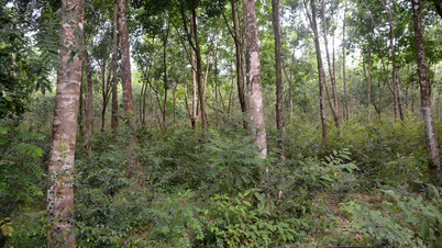 Kredit karbon hutan yang telah dijual tidak boleh dijual semula atau dipindahkan kepada orang lain.