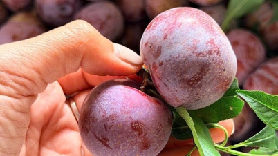 Một loại mận đặc sản vùng Tây Bắc có giá cao gấp 10 lần mận thường, được nhiều người tiêu dùng không ngớt lời khen