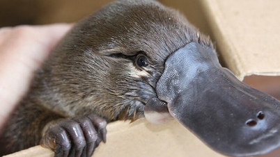 O animal mais enigmático do mundo.