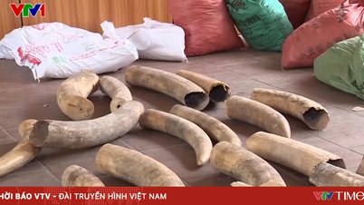 Fildişi ve pangolin pulu kaçakçılığının taktiklerini ifşa etmek: Fildişini, yakalanmamak için tahta bloklara benzeyen parçalara ayırmak.