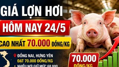 Prețurile cărnii de porc astăzi, 24 mai: Dong Nai și Hung Yen ating un vârf de 70.000 VND/kg.