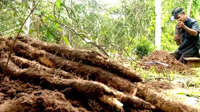 Ao trazer batatas selvagens, algumas com tubérculos de mais de um metro de comprimento, da floresta para cultivar, um agricultor na cidade de Ho Chi Minh ganha 120 milhões de VND por sao (aproximadamente 1000 metros quadrados).