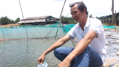 Élevage de poissons d'ornement et culture de fleurs d'abricotier jaunes de manière unique par des agriculteurs urbains à Hô Chi Minh-Ville (y compris les anciennes provinces de Ba Ria-Vung Tau et Binh Duong).