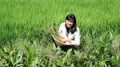 Nắng nóng thịt kho, giò chả ngán miệng, chán ăn, húp thìa canh rau dại thấy "mát hẳn", hơn mâm cao cỗ đầy
