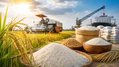 Prix ​​du riz aujourd'hui, 24 mai : les agriculteurs profitent de la situation, les entreprises s'inquiètent des tensions sur l'approvisionnement.