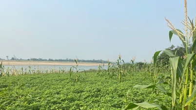 তাই সন রাজবংশের শাসনামলে কোয়াং নাম-এর তুঁত চাষের অঞ্চলের পুনরুজ্জীবন।