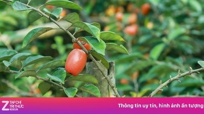 នៅប្រទេសវៀតណាម គ្រប់ផ្នែកទាំងអស់នៃរុក្ខជាតិ ចាប់ពីស្លឹករហូតដល់ផ្លែ គឺជារុក្ខជាតិឱសថដ៏មានតម្លៃដែលអាចប្រើប្រាស់បាន។
