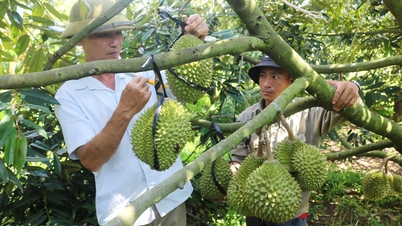 Durian z Dak Laku splňuje bezpečnostní normy.