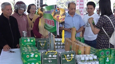Concessão da certificação de Indicação Geográfica para a pimenta "Tien Phuoc" de Da Nang.