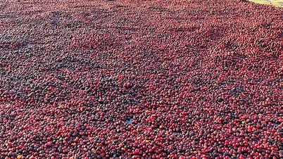 Prețurile interne ale cafelei au crescut brusc, ajungând la 88.000 VND/kg.