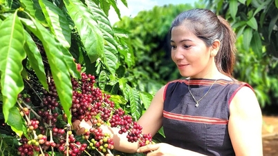 Gia Lai phát triển ngành trồng trọt gắn chuỗi giá trị xuất khẩu