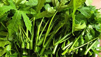 Cây rau mì chính ăn như thế nào?