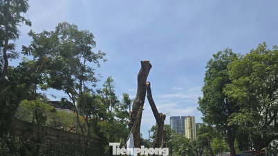 Hampir 300 pokok telah ditebang dan dipindahkan untuk memberi laluan kepada jambatan Tran Hung Dao.