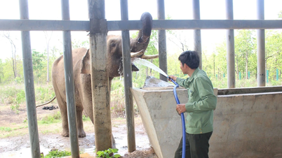 Menyaksikan 'dokter' merawat gajah.