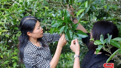 Aroma teh Ta Xua yang harum