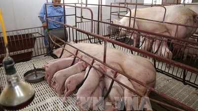 ວິທີແກ້ໄຂດ້ານຈຸລິນຊີເປີດຊ່ອງທາງໃໝ່ສຳລັບການລ້ຽງສັດສີຂຽວໃນຫວຽດນາມ.