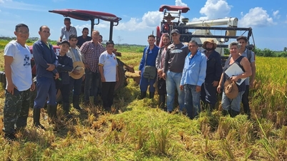 Expertos vietnamitas viajaron a Cuba para cultivar arroz, pero ¿cómo lograron obtener un rendimiento de 11 toneladas por hectárea en un modelo, superior al que se obtiene en Vietnam?