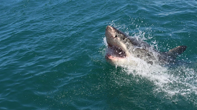 Una persona falleció tras ser atacada por un tiburón en Australia.