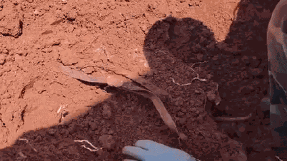 Resti di un soldato caduto, ritrovati in una località remota, insieme a una cintura di cuoio da donna.