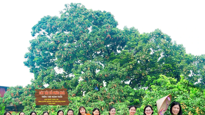 Qu'est-ce qui rend le litchi « trésor » de Bac Ninh si spécial ?