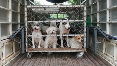 ນະຄອນໂຮ່ຈິມິນເລັ່ງຄວາມພະຍາຍາມສ້າງ 'ໂລ່ປ້ອງກັນ' ຕ້ານພະຍາດພິດສุนັຂບ້າໃນຊຸມຊົນ.