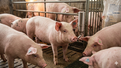 Ceny vepřového masa dnes, 25. května: Dvě lokality si udržují maximální cenu 70 000 VND/kg.