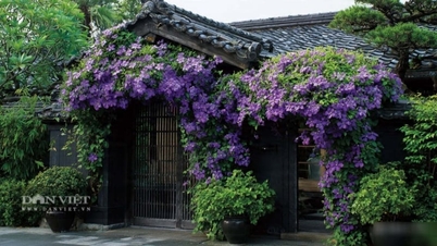 These 6 ornamental plants are born "with a silver spoon in their mouth"; the wider the pot, the more abundant the foliage, attracting wealth and good fortune.