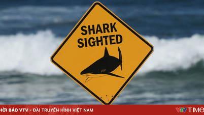 Attaque de requin mortelle en Australie.