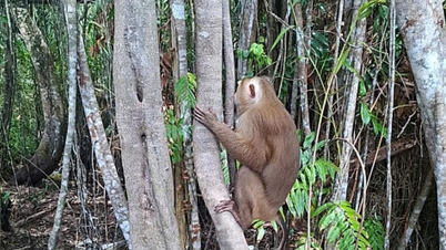 Rilasciate la scimmia dorata nel Parco Nazionale di U Minh Ha.
