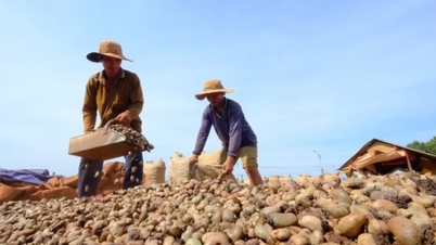 Vietnamesiske cashewnøtter er tilgjengelige i 112 land og territorier.