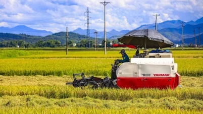 Bình yên mùa vàng nơi lòng chảo Mường Thanh, Điện Biên