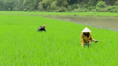 Agricoltura ecologica: una direzione strategica verso il raggiungimento delle zero emissioni nette.