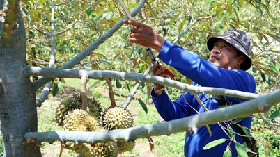 El durian echa raíces en la zona de Long Mountain.