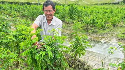Làm giàu từ mô hình trồng màu chuyên canh