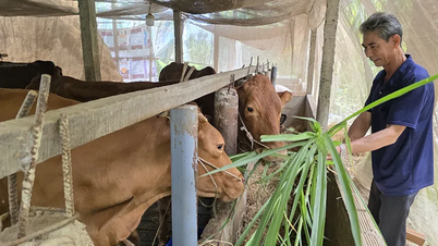 Pendapatan telah meningkat hasil daripada pembangunan model pembiakan lembu.